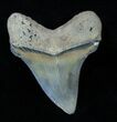 Nice , Chubutensis Tooth - Megalodon Relative #3789-1